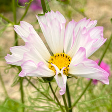 Load image into Gallery viewer, Cosmos &#39;Cottage Mix’ Seeds - Hollyhock Hill

