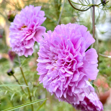 Load image into Gallery viewer, Cosmos &#39;Cottage Mix’ Seeds - Hollyhock Hill
