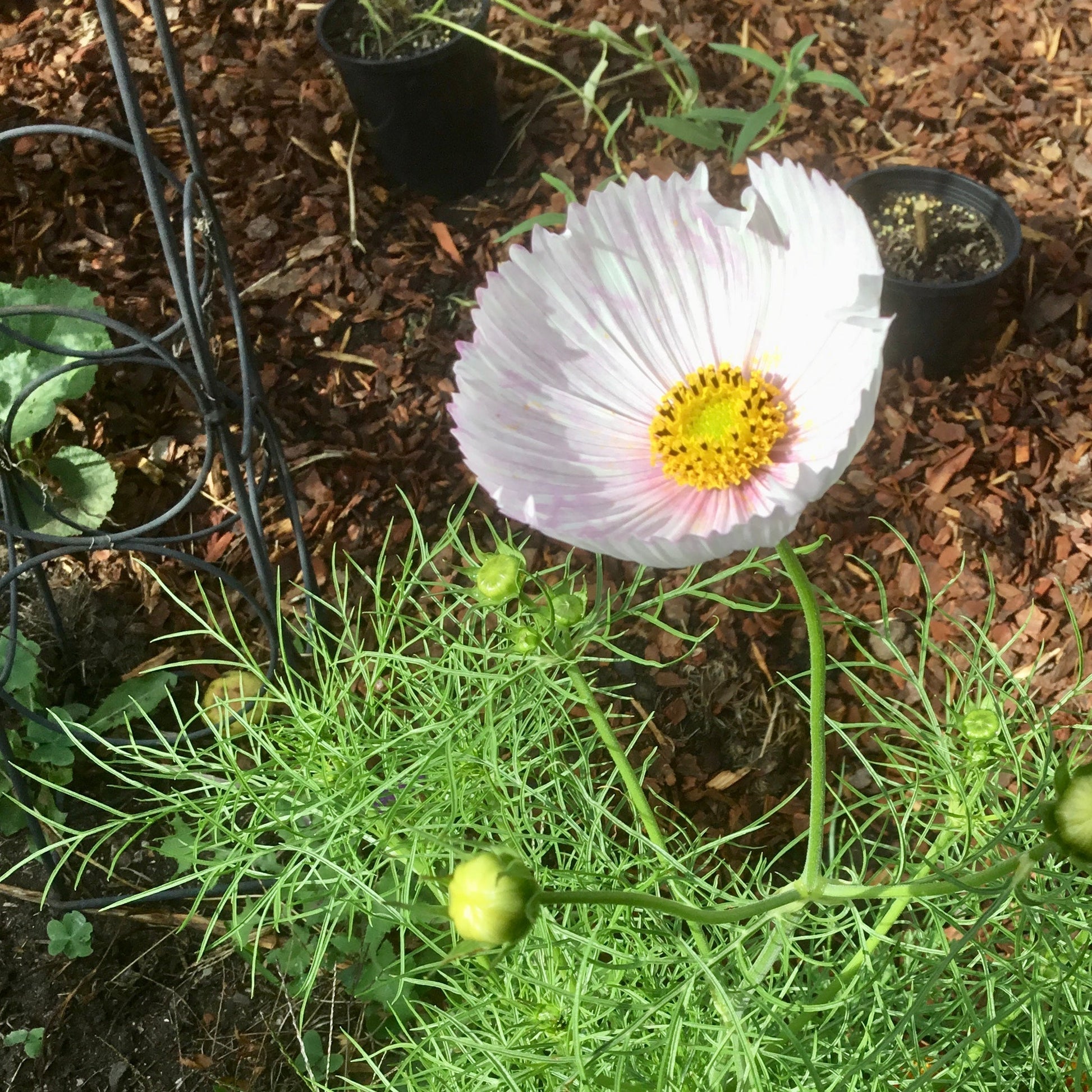Cosmos 'Cupcakes' Mix Seeds - Hollyhock Hill