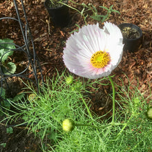 Load image into Gallery viewer, Cosmos &#39;Cupcakes&#39; Mix Seeds - Hollyhock Hill
