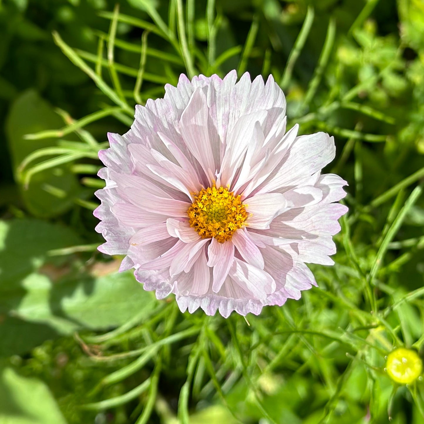 Cosmos 'Cupcakes' Mix Seeds - Hollyhock Hill