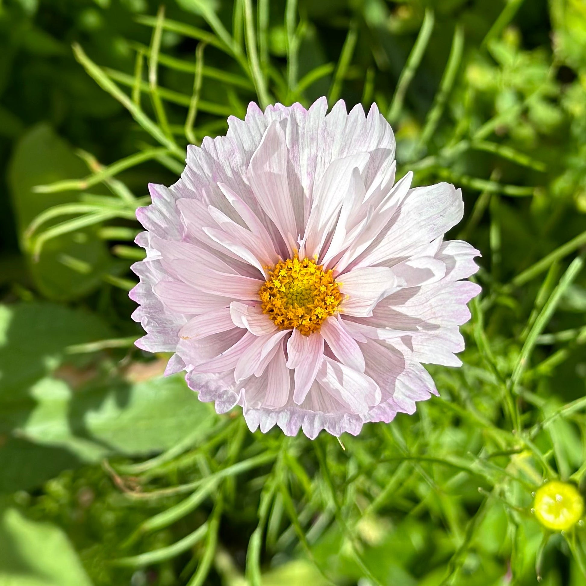 Cosmos 'Cupcakes' Mix Seeds - Hollyhock Hill