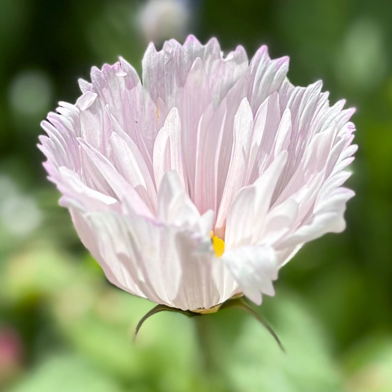Cosmos 'Cupcakes' Mix Seeds - Hollyhock Hill