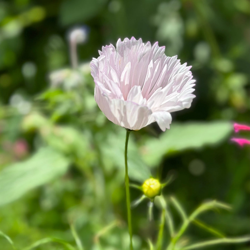 Cosmos 'Cupcakes' Mix Seeds - Hollyhock Hill