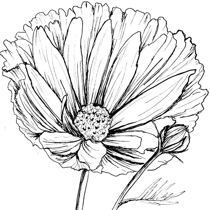 Cosmos 'Cupcakes' Mix Seeds - Hollyhock Hill