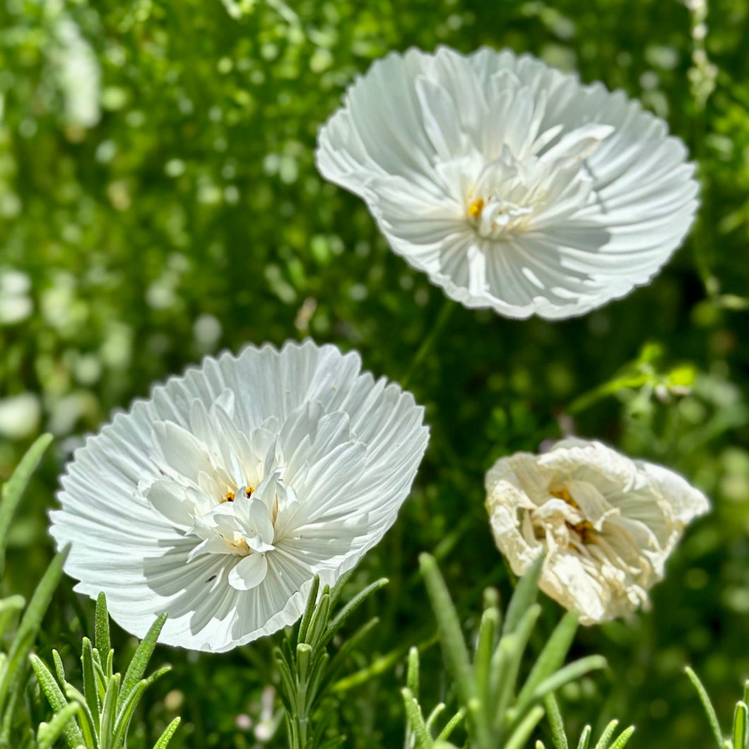 Cosmos 'Cupcakes' White Seeds - Hollyhock Hill