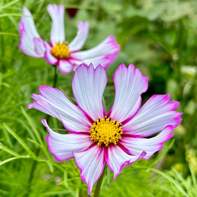 Cosmos ‘Daydream’ Seeds - Hollyhock Hill