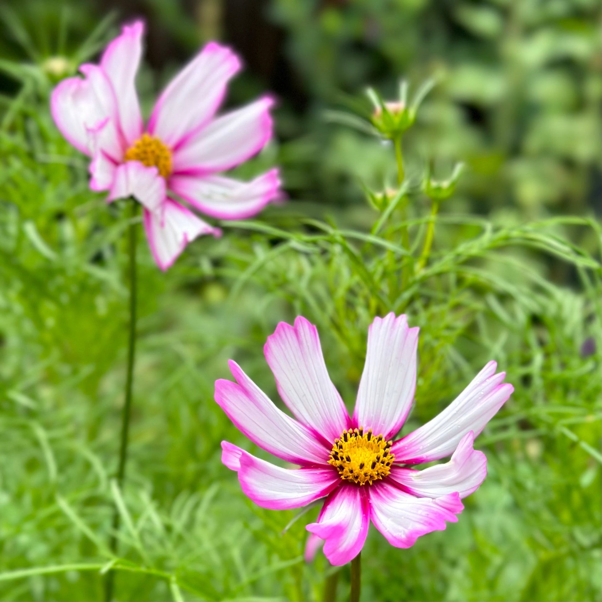 Cosmos ‘Daydream’ Seeds - Hollyhock Hill