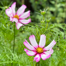 Load image into Gallery viewer, Cosmos ‘Daydream’ Seeds - Hollyhock Hill

