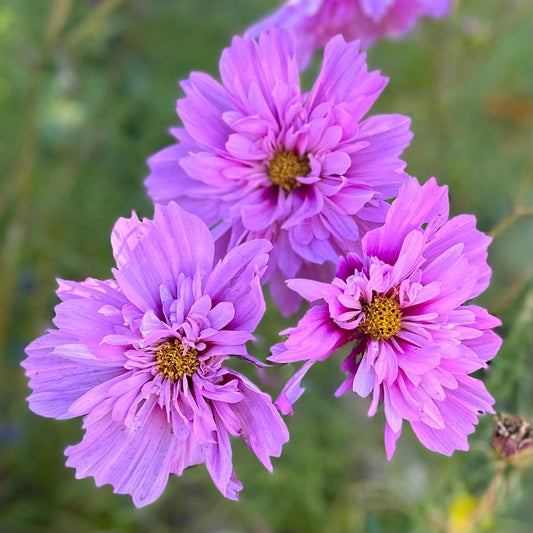 Cosmos 'Double Click' Mix Seeds - Hollyhock Hill