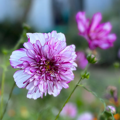 Cosmos 'Double Click' Mix Seeds - Hollyhock Hill