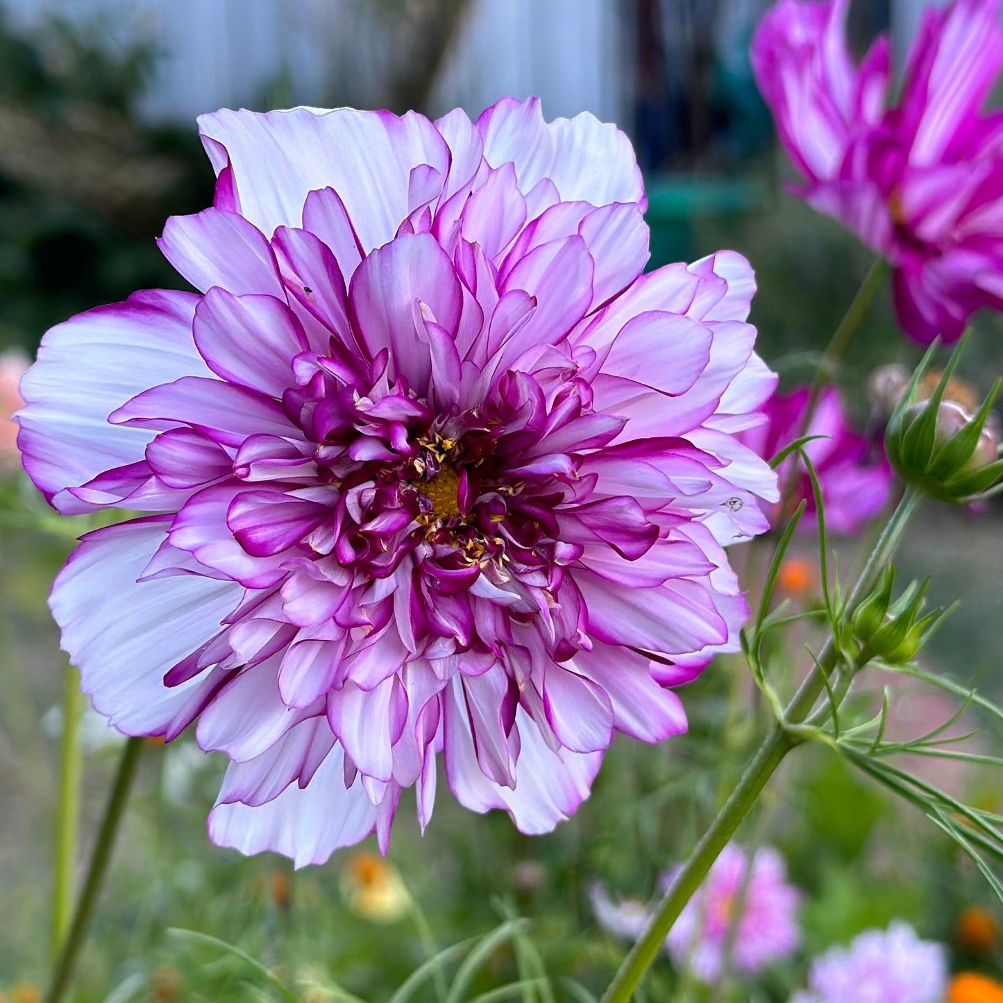 Cosmos 'Double Click' Mix Seeds - Hollyhock Hill