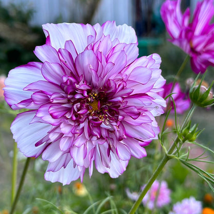 Cosmos 'Double Click' Mix Seeds - Hollyhock Hill