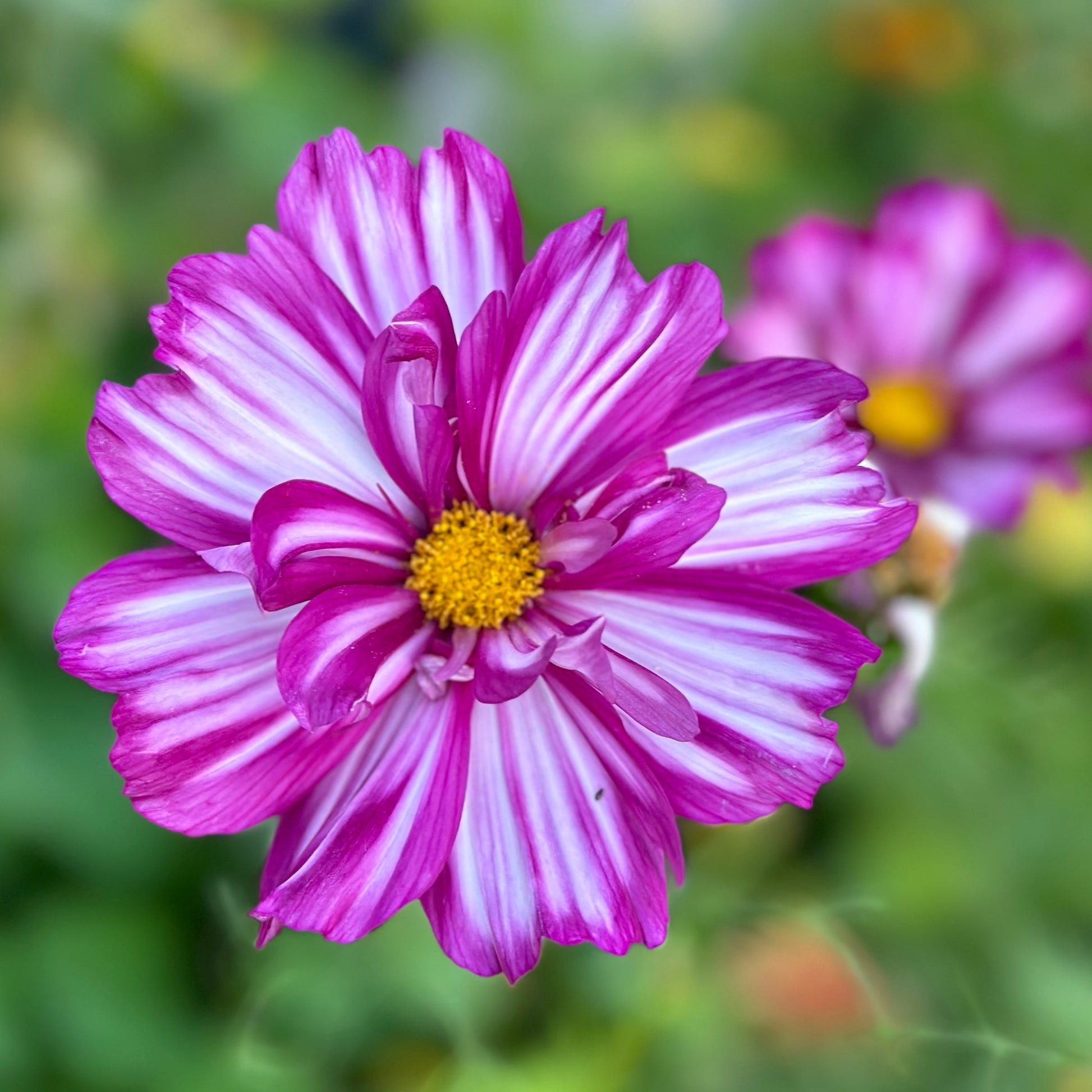 Cosmos 'Double Click' Mix Seeds - Hollyhock Hill
