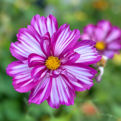 Cosmos 'Double Click' Mix Seeds - Hollyhock Hill