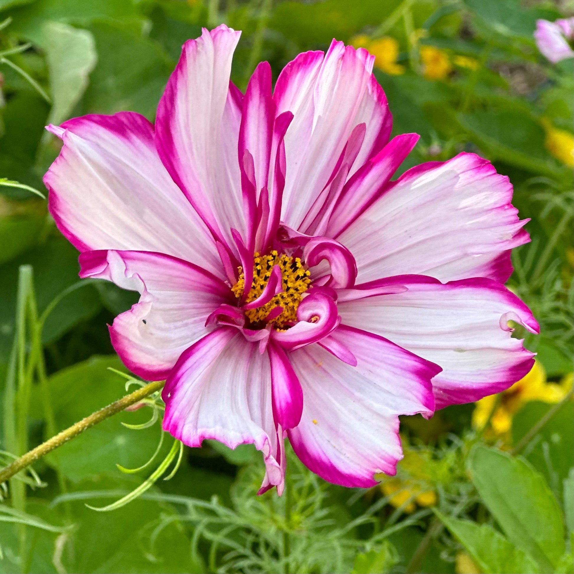 Cosmos 'Double Click' Mix Seeds - Hollyhock Hill