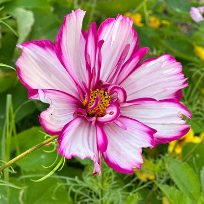 Cosmos 'Double Click' Mix Seeds - Hollyhock Hill