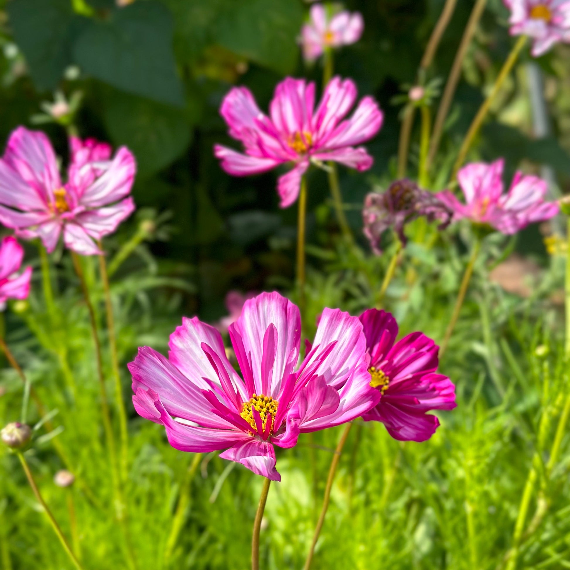 Cosmos ‘Fizzy Rose Picotee’ Seeds - Hollyhock Hill