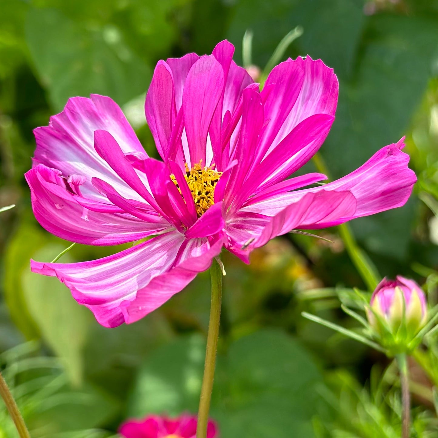 Cosmos ‘Fizzy Rose Picotee’ Seeds - Hollyhock Hill