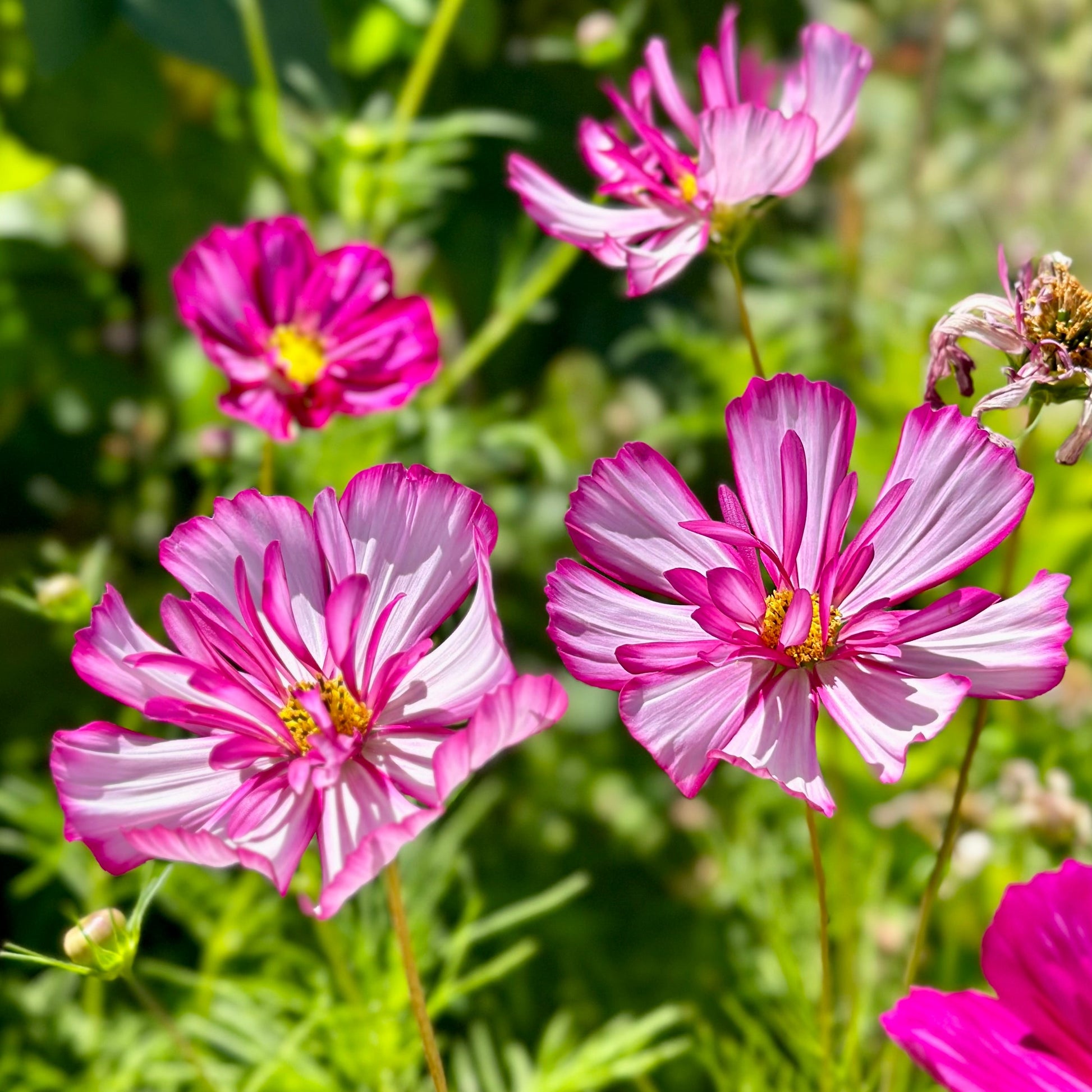 Cosmos ‘Fizzy Rose Picotee’ Seeds - Hollyhock Hill