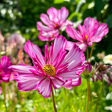 Cosmos ‘Fizzy Rose Picotee’ Seeds - Hollyhock Hill