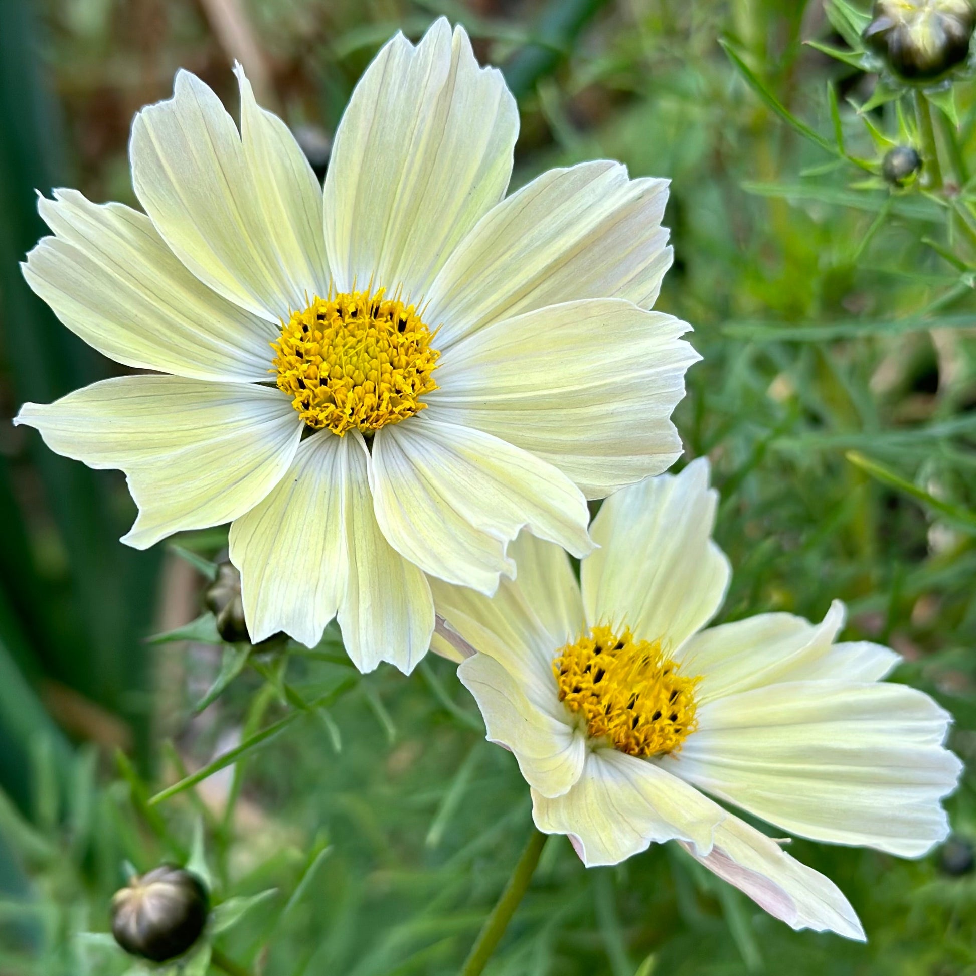 Cosmos 'Lemonade' Seeds - Hollyhock Hill
