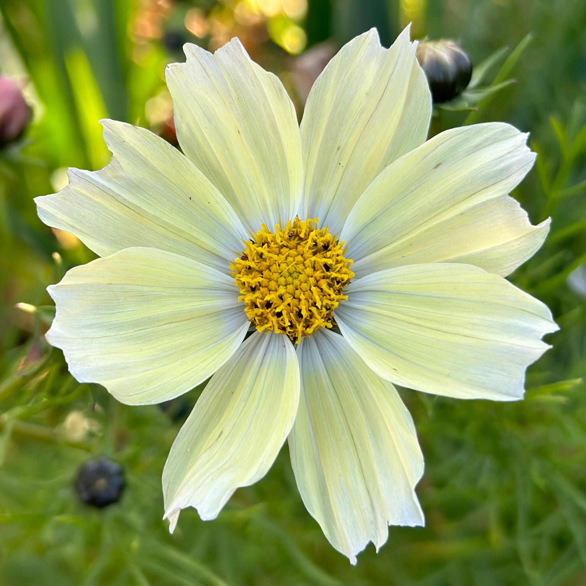 Cosmos 'Lemonade' Seeds - Hollyhock Hill