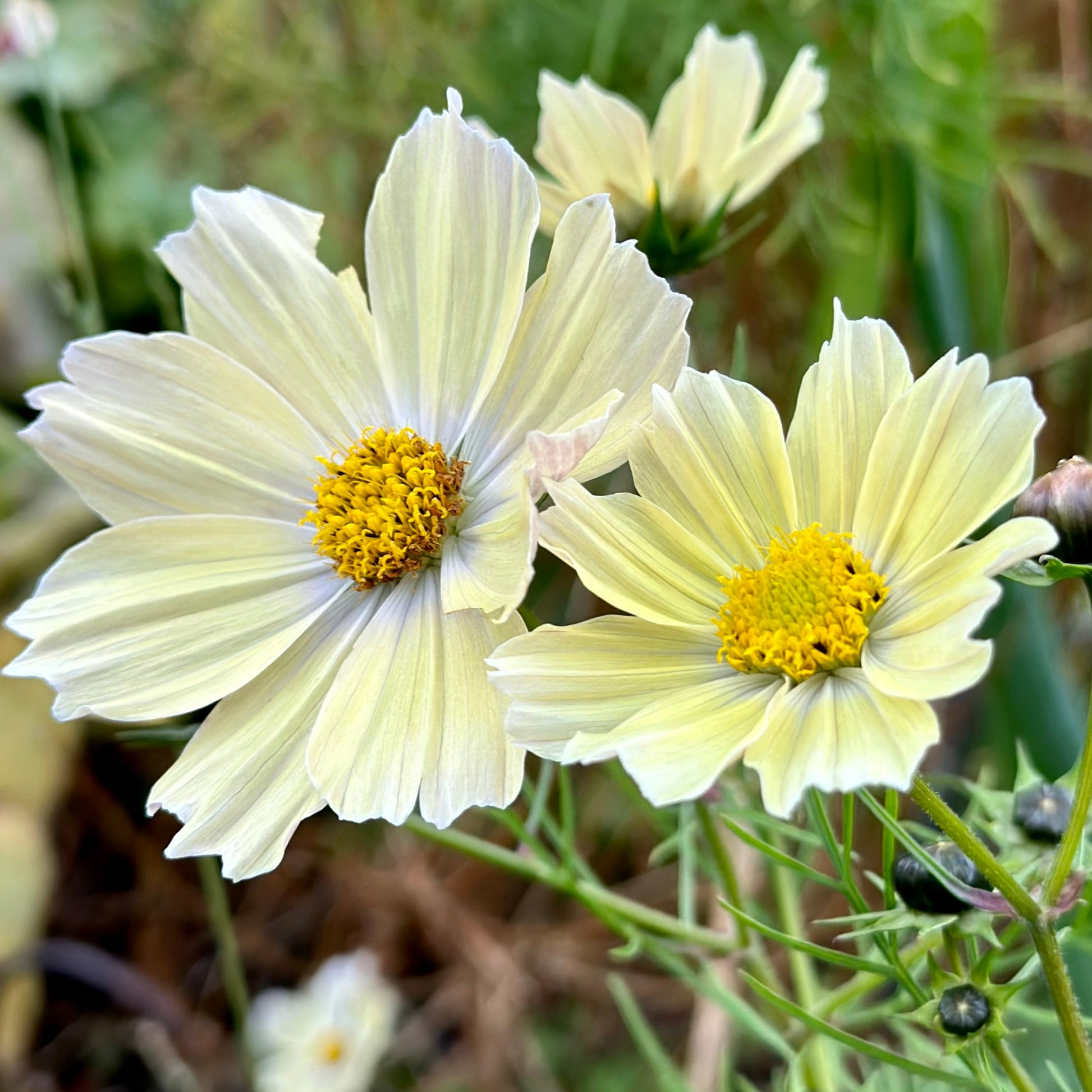 Cosmos 'Lemonade' Seeds - Hollyhock Hill