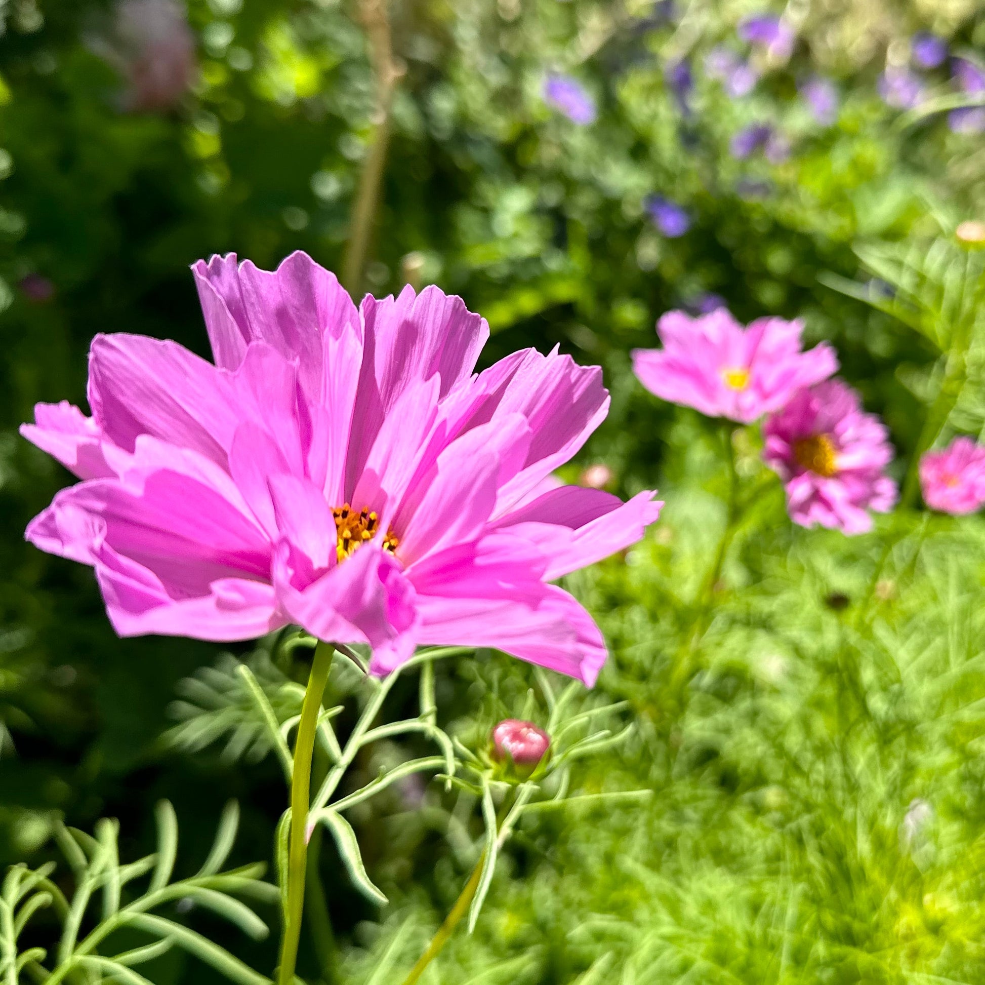 Cosmos 'Psyche Double' Mix Seeds - Hollyhock Hill