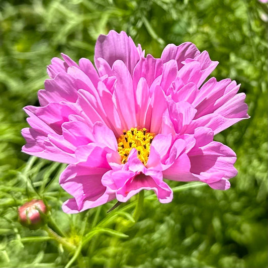 Cosmos 'Psyche Double' Mix Seeds - Hollyhock Hill