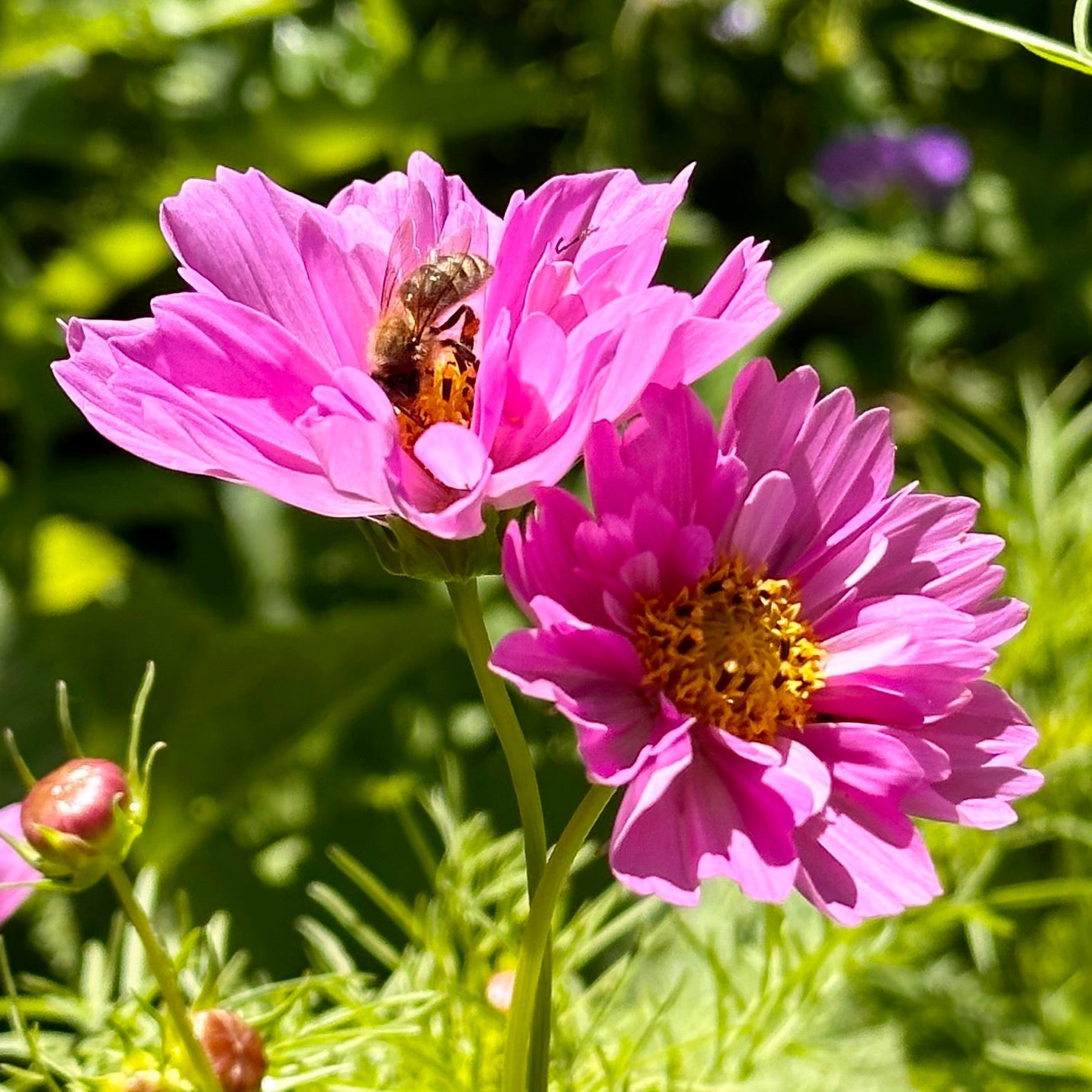 Cosmos 'Psyche Double' Mix Seeds - Hollyhock Hill