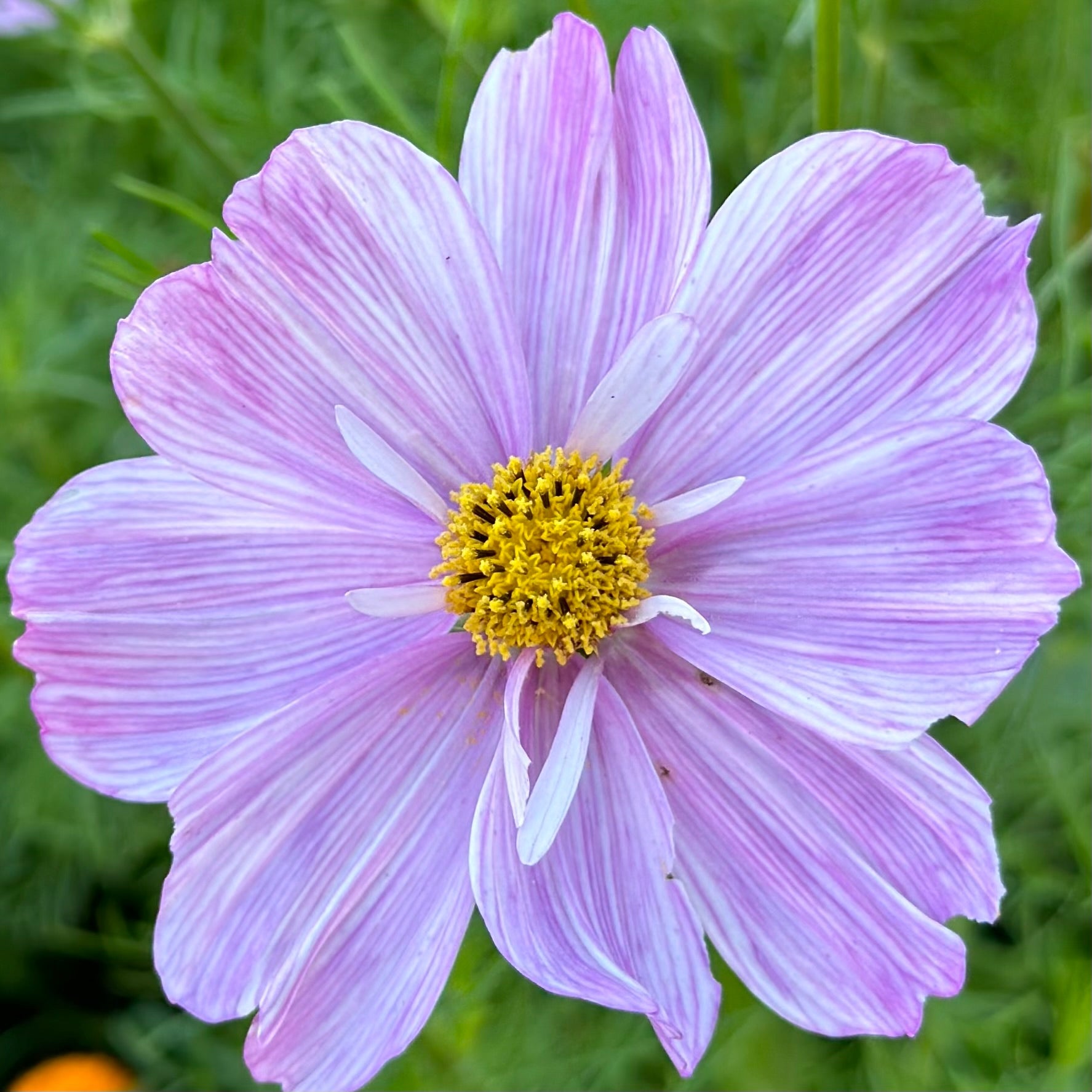 Cosmos 'Rosetta' Seeds - Hollyhock Hill