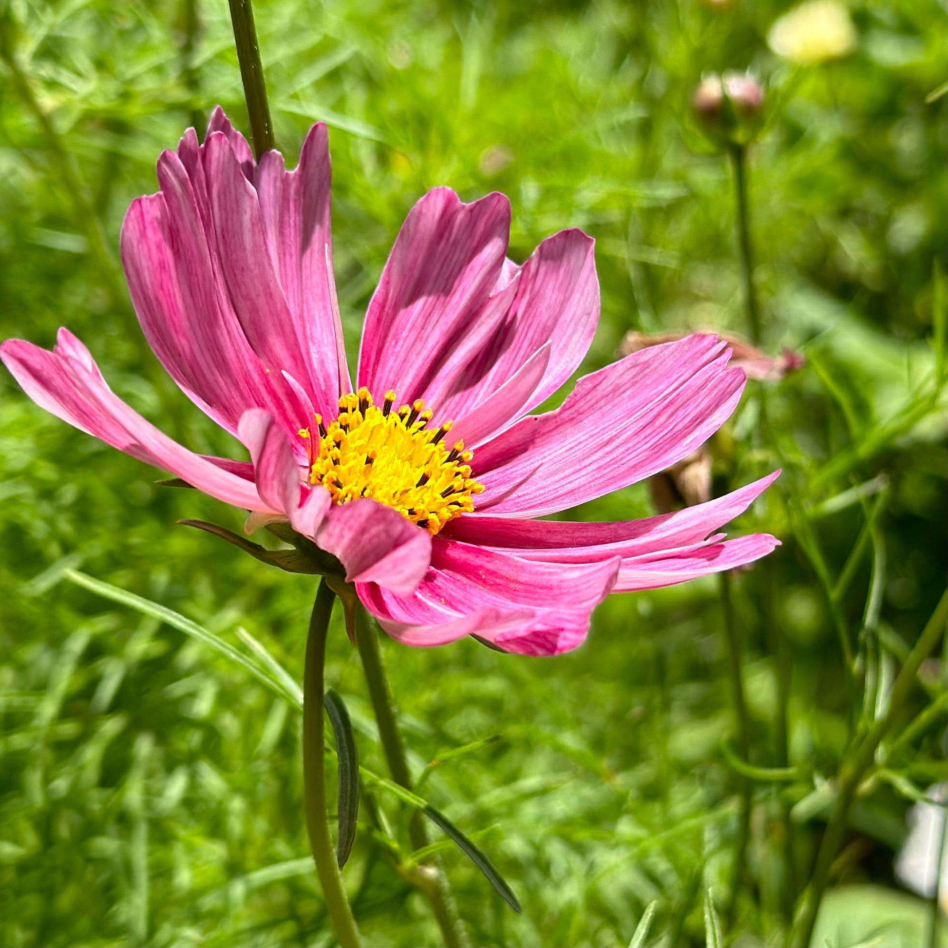 Cosmos 'Rosetta' Seeds - Hollyhock Hill