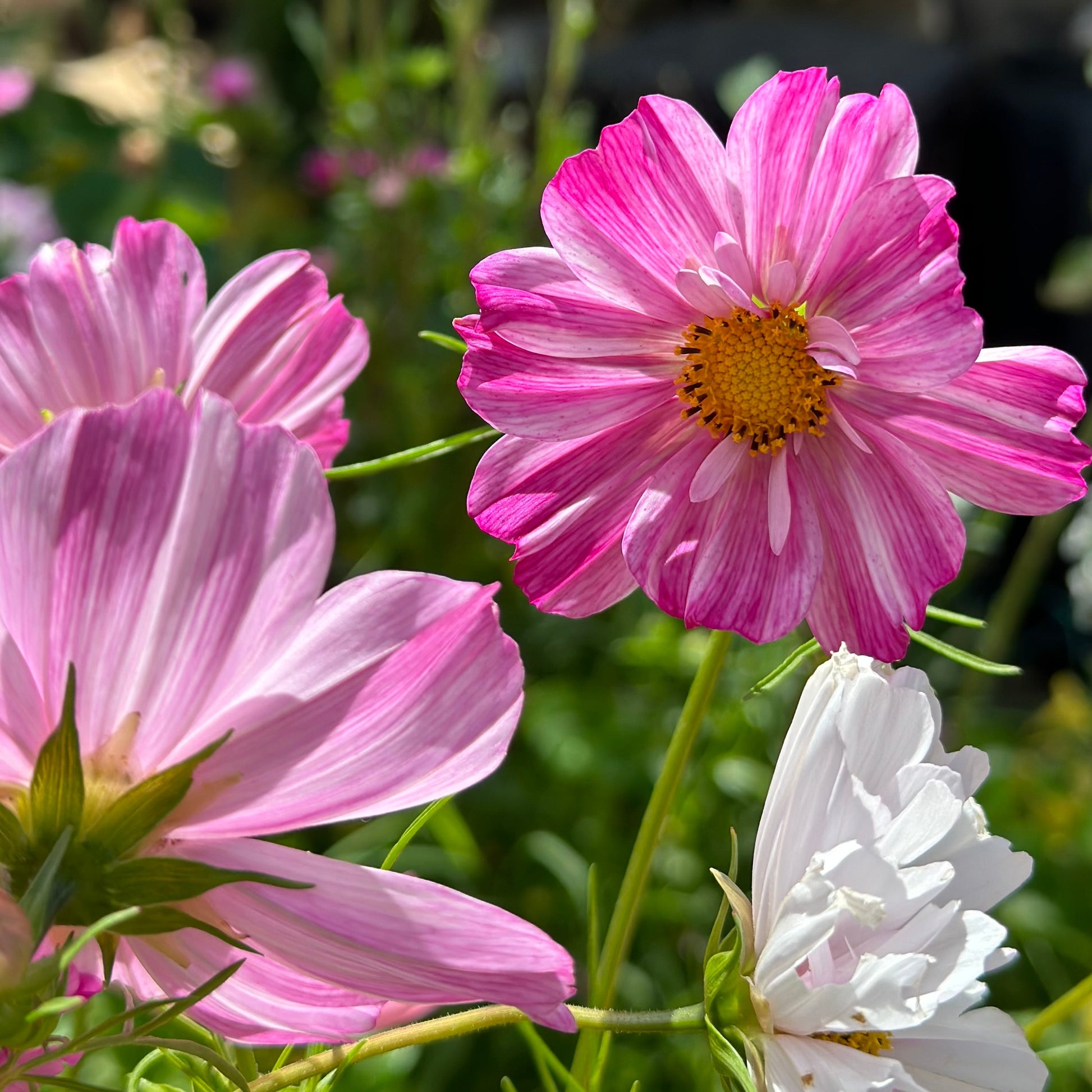 Cosmos 'Rosetta' Seeds - Hollyhock Hill