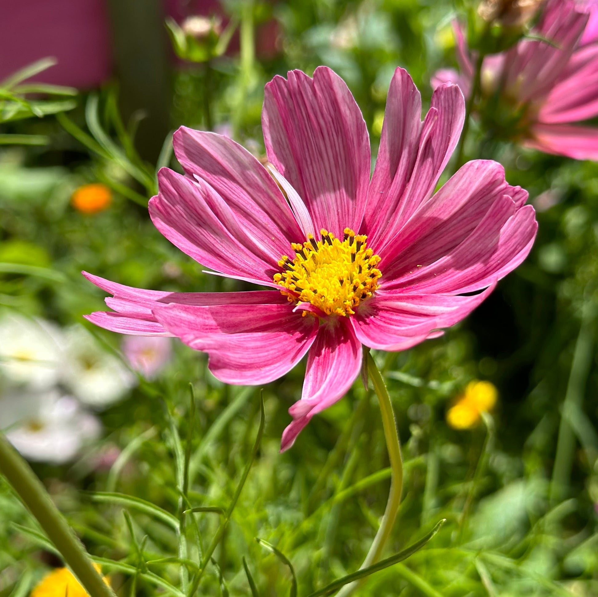 Cosmos 'Rosetta' Seeds - Hollyhock Hill