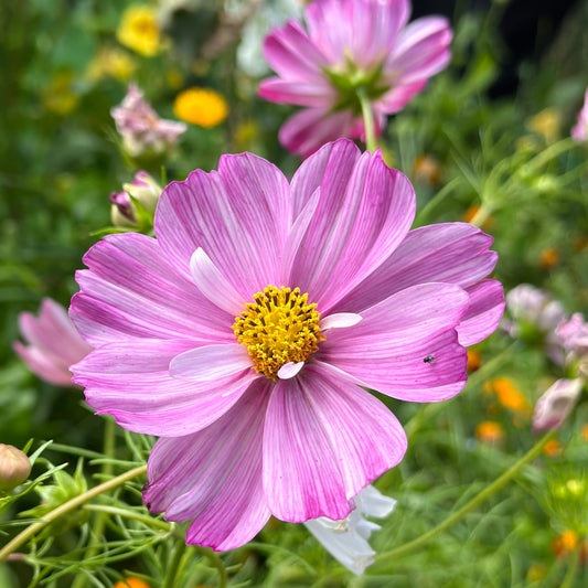 Cosmos 'Rosetta' Seeds - Hollyhock Hill