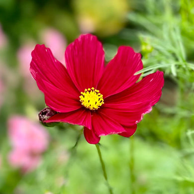 Cosmos ‘Rubenza’ Seeds - Hollyhock Hill
