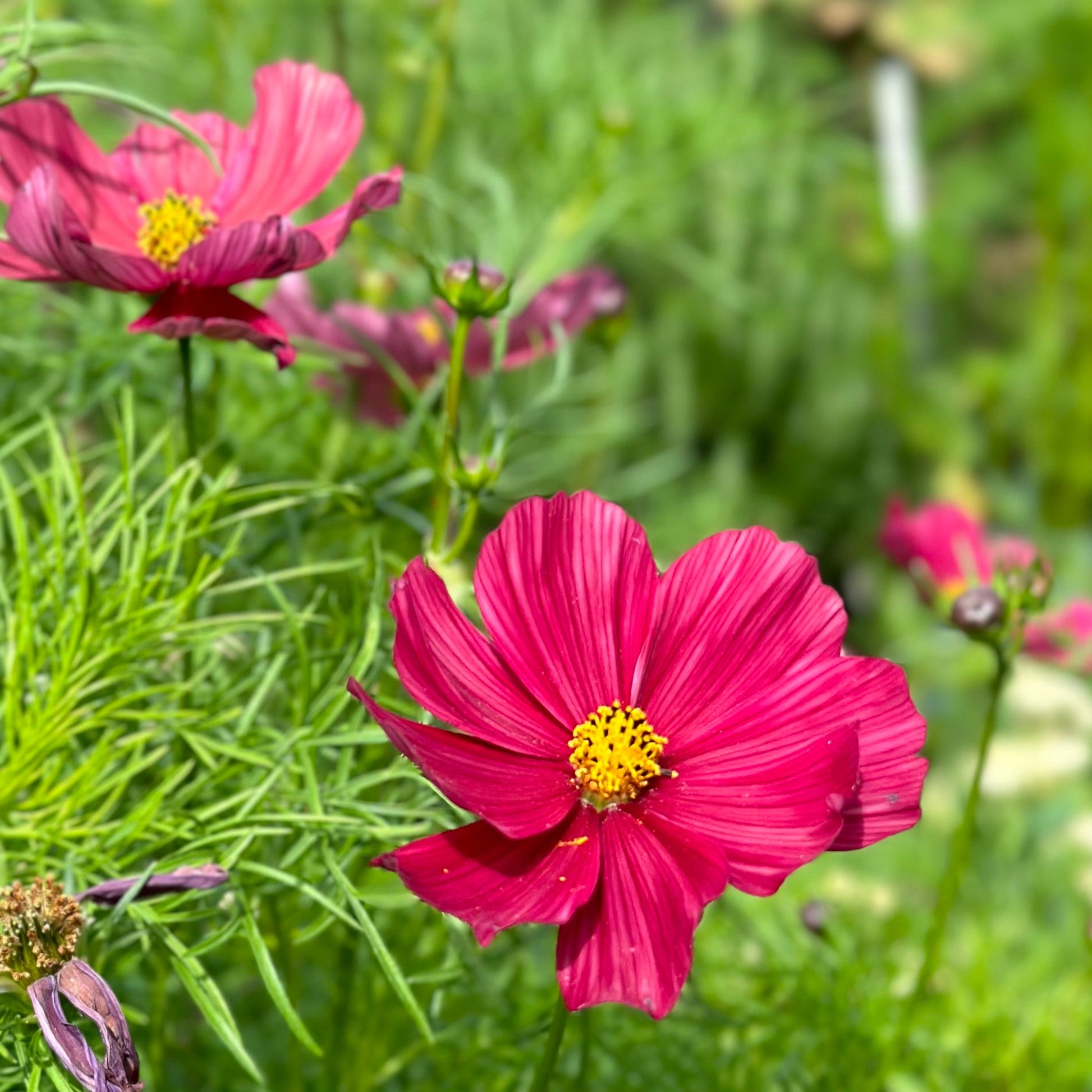 Cosmos ‘Rubenza’ Seeds - Hollyhock Hill