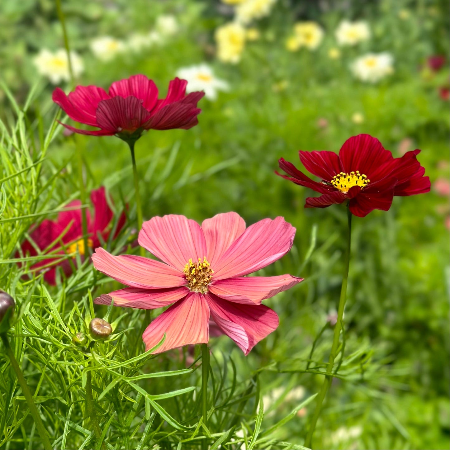 Cosmos ‘Rubenza’ Seeds - Hollyhock Hill