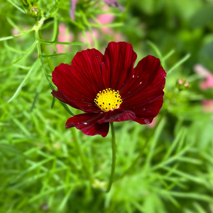 Cosmos ‘Rubenza’ Seeds - Hollyhock Hill