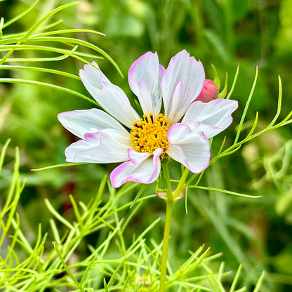 Cosmos 'Seashells' Seeds - Hollyhock Hill