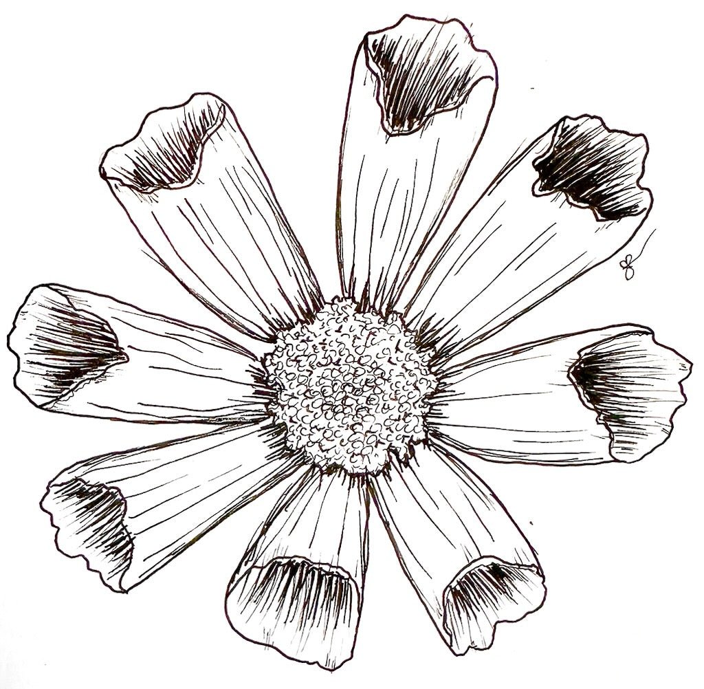 Cosmos 'Seashells' Seeds - Hollyhock Hill
