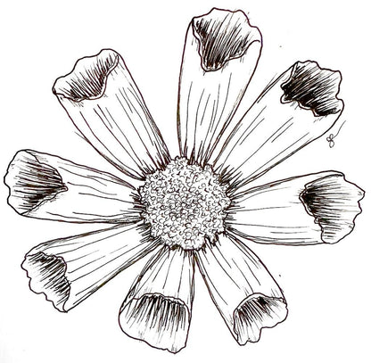 Cosmos 'Seashells' Seeds - Hollyhock Hill