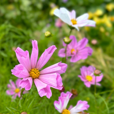 Cosmos 'Seashells' Seeds - Hollyhock Hill