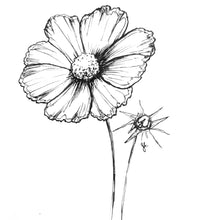 Load image into Gallery viewer, Cosmos &#39;Sensation Candy Stripe&#39; Seeds - Hollyhock Hill
