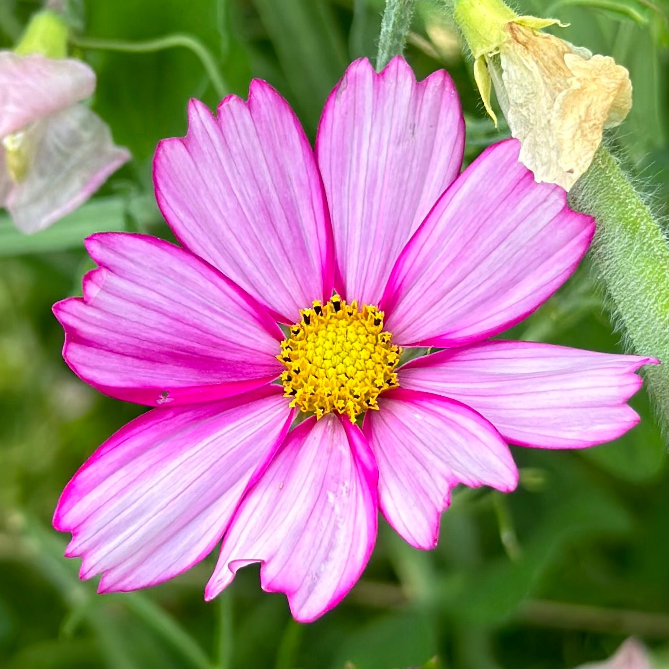 Cosmos 'Sensation Candy Stripe' Seeds - Hollyhock Hill