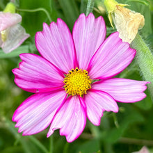 Load image into Gallery viewer, Cosmos &#39;Sensation Candy Stripe&#39; Seeds - Hollyhock Hill
