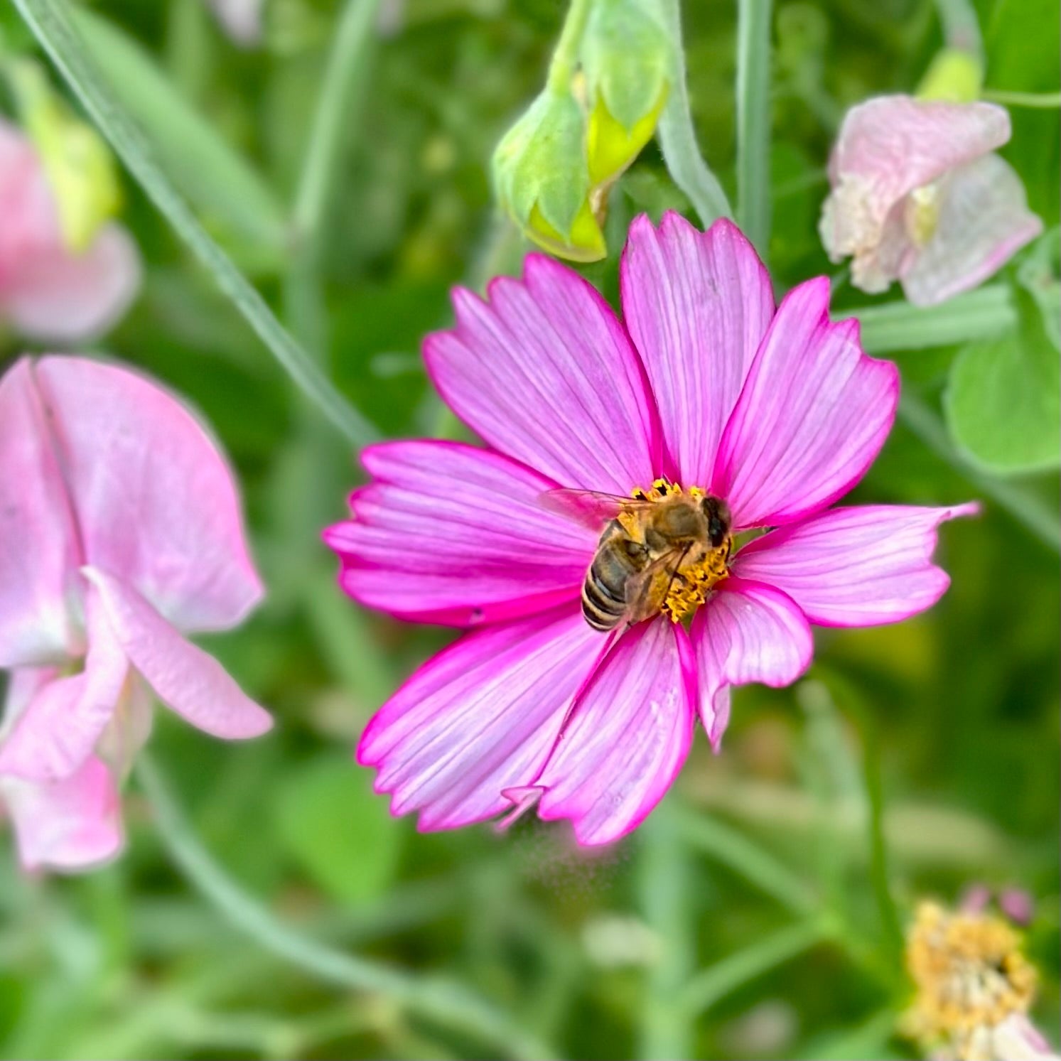 Cosmos 'Sensation Candy Stripe' Seeds - Hollyhock Hill