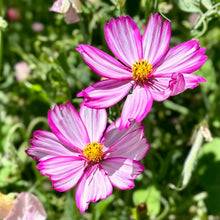 Load image into Gallery viewer, Cosmos &#39;Sensation Candy Stripe&#39; Seeds - Hollyhock Hill
