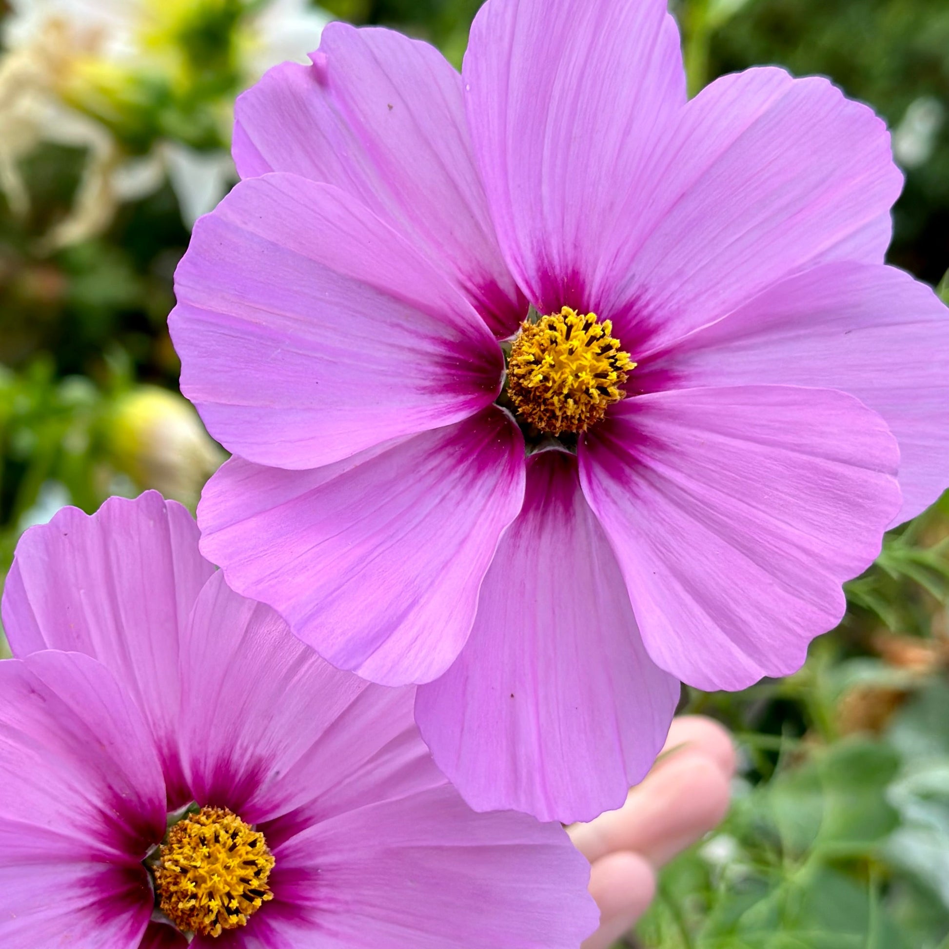 Cosmos 'Sensation Radiance' Seeds - Hollyhock Hill